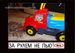 Кошачьи приколы