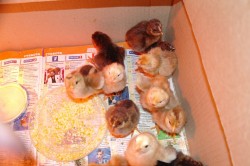 Инкубация цыплят и индюшат в домашних условиях