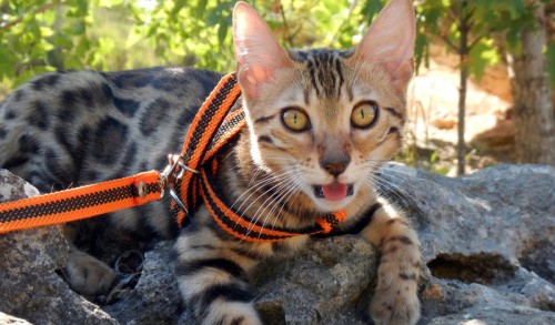 факты о бенгальских кошках, которые вы должны знать (wlcat.ru -блог об элитных кошках)