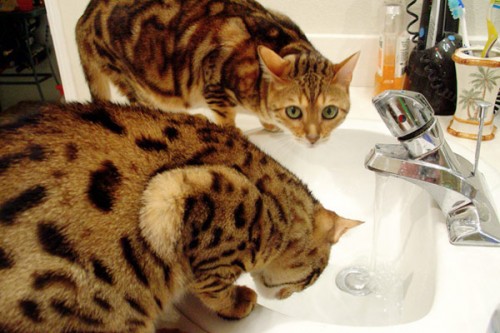 факты о бенгальских кошках, которые вы должны знать (wlcat.ru -блог об элитных кошках)