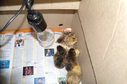 Инкубация цыплят и индюшат в домашних условиях