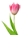 Тюльпан (1)